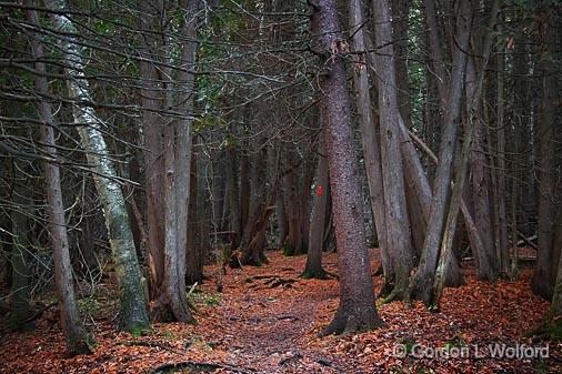 Rideau Trail_10785-7.jpg - Photographed at Ottawa, Ontario - the capital of Canada.